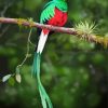 Quetzal On A Branch diamond painting