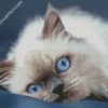 Ragdoll Cat Blue Eyes diamond painting