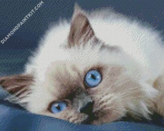 Ragdoll Cat Blue Eyes diamond painting