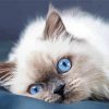 Ragdoll Cat Blue Eyes diamond painting