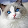 Ragdoll Cat diamond painting