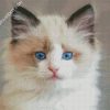 Ragdoll Kitten diamond painting