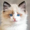 Ragdoll Kitten diamond painting