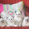 Ragdoll Kittens diamond painting