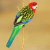 Rainbow Eastern Rosella Bird diamond painting