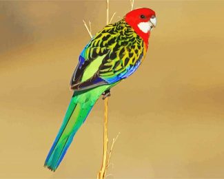 Rainbow Eastern Rosella Bird diamond painting