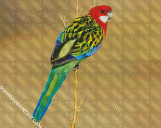 Rainbow Eastern Rosella Bird diamond painting