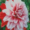 Red And White Dahlia diamond painting