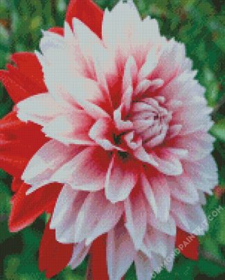 Red And White Dahlia diamond painting