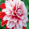 Red And White Dahlia diamond painting