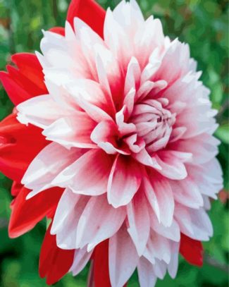 Red And White Dahlia diamond painting