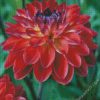 Red Dahlia diamond painting