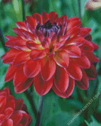 Red Dahlia diamond painting