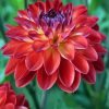 Red Dahlia diamond painting