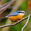 Red Breasted Nuthatch Bird diamond painting