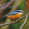 Red Breasted Nuthatch Bird diamond painting