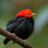 Red Capped Manakin Bird On Stick diamond painting