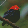 Red Capped Manakin Bird On Stick diamond painting