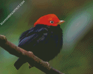 Red Capped Manakin Bird On Stick diamond painting