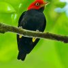 Red Capped Manakin Bird diamond painting