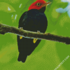 Red Capped Manakin Bird diamond painting