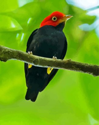 Red Capped Manakin Bird diamond painting