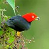 Red Capped Manakin diamond painting