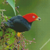 Red Capped Manakin diamond painting