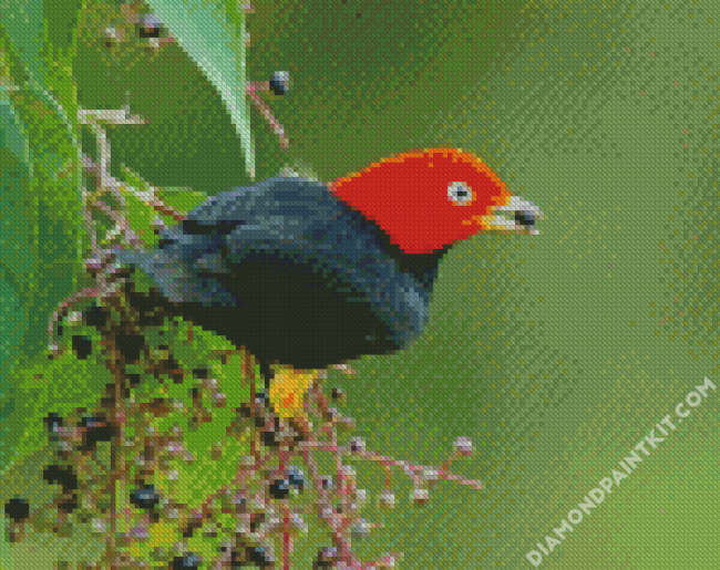 Red Capped Manakin diamond painting