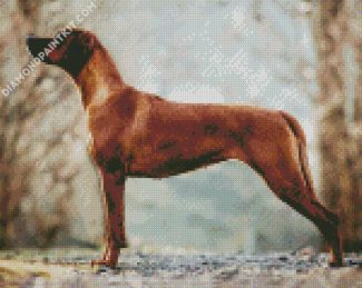 Rhodesian Ridgeback diamond painting