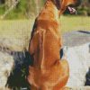 Rhodesian Ridgeback Back diamond painting