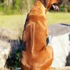 Rhodesian Ridgeback Back diamond painting