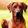 Rhodesian Ridgeback Brown Dogs diamond painting