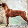 Rhodesian Ridgeback diamond painting