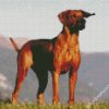 Rhodesian Ridgeback Dog Animal diamond painting