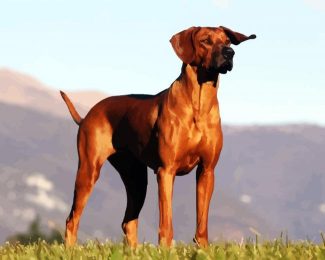 Rhodesian Ridgeback Dog Animal diamond painting