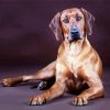 Rhodesian Ridgeback Dog diamond painting