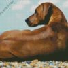 Rhodesian Ridgeback Dog Sitting diamond painting