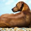 Rhodesian Ridgeback Dog Sitting diamond painting