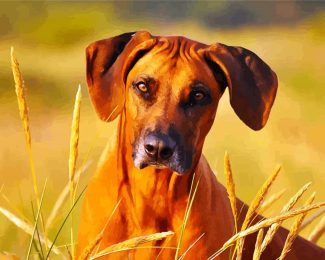 Rhodesian Ridgeback Face diamond painting