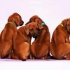 Rhodesian Ridgeback Puppies diamond painting