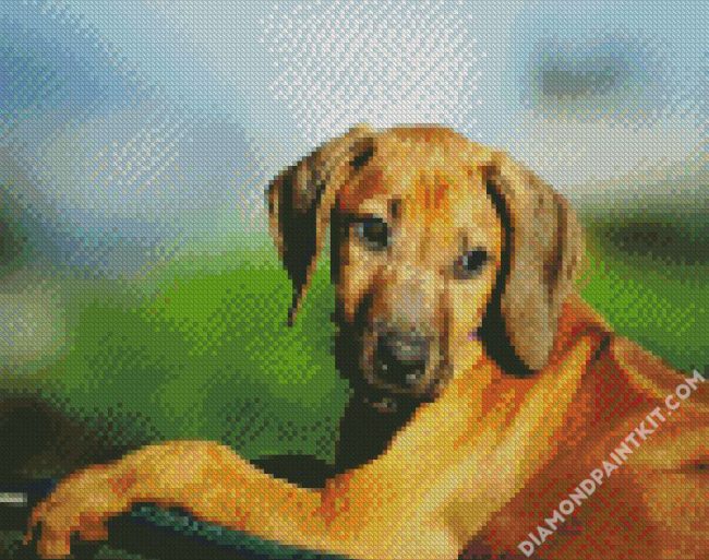 Rhodesian Ridgeback Puppy Animal diamond painting