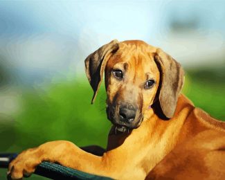 Rhodesian Ridgeback Puppy Animal diamond painting