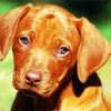 Rhodesian Ridgeback Puppy diamond painting