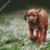 Rhodesian Ridgeback Puppy Dog diamond painting