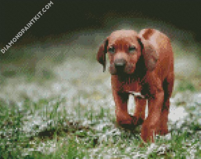 Rhodesian Ridgeback Puppy Dog diamond painting