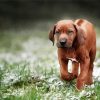 Rhodesian Ridgeback Puppy Dog diamond painting