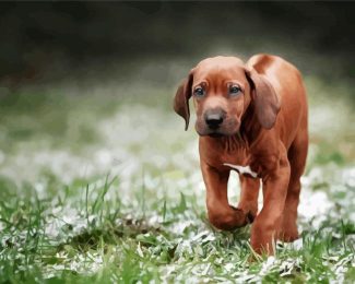 Rhodesian Ridgeback Puppy Dog diamond painting