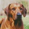 Rhodesian Ridgeback Sitting diamond painting