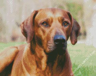 Rhodesian Ridgeback Sitting diamond painting